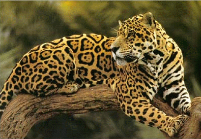 Leopard škvrnitý